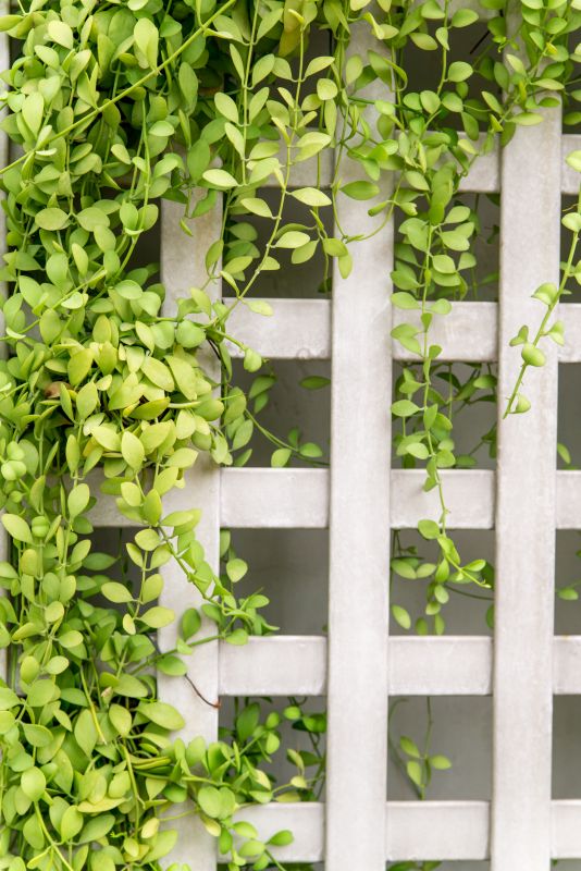 Vineyard Trellis Installation in Wilmington, NC